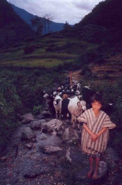 nepalese sheep boy