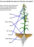 corn_plant_parts_diagram