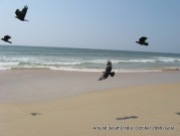 birds at kolva beach goa
