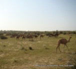 camel safari in jaisalmer india grazing field