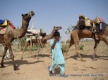 camel safari in jaisalmer india