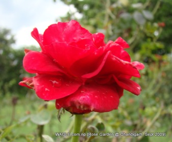 rose of chandigarn rose garden