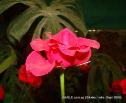rose of gangtok