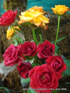 flowers of gangtok, sikkim