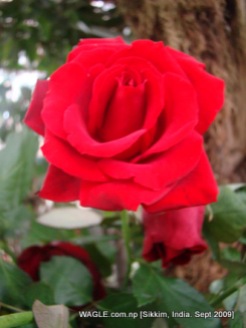 rose of gangtok, sikkim