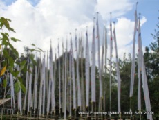 prayer flags of gangtok, sikkim