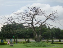 a tree without leaves in kolkata