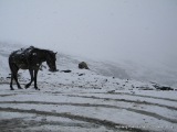 a horse walking on snow at rohtang pass himachal pradesh india