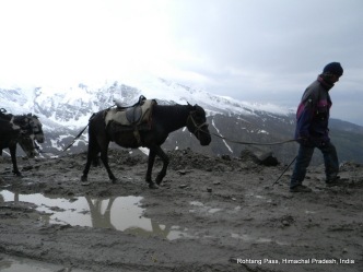 man and horse in snow rohtang pass himachal pradesh india
