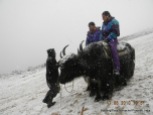 riding yak rohtang pass himachal pradesh india