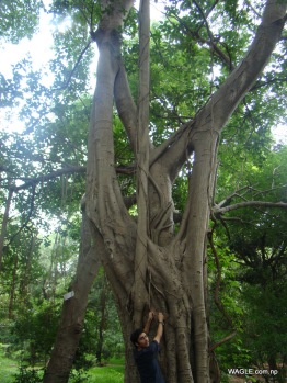Twisted banyan Tree