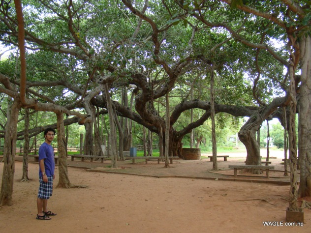 The Banyan Tree of Auroville