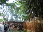 Budha Subba bamboos