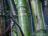 Lover's Bamboos